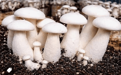 Fresh organic milky mushrooms