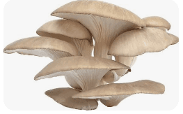 Fresh organic oyster mushrooms