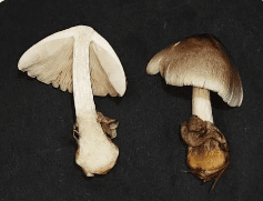 Paddy Straw Mushroom